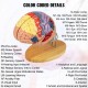 Buy Human Brain Model 4 Pcs Medical Anatomical Human Brain Model PVC