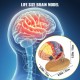 Buy Human Brain Model 4 Pcs Medical Anatomical Human Brain Model PVC