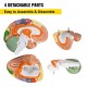 Comprar Modelo de Cerebro Humano 4 Pcs Medical Anatómico Cerebro Humano Modelo PVC