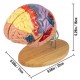 Buy Human Brain Model 4 Pcs Medical Anatomical Human Brain Model PVC