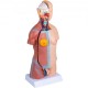 Koop Torso Anatomie Model, 45cm Menselijk Torso Skelet Anatomisch Model 23 Stuks Educatief Leermiddel