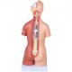 Comprar Modelo de anatomía del torso,Modelo Anatómico Esqueleto de 45cm Torso Humano 23 Piezas Herramienta de Enseñanza Educativa