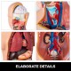 Buy Torso Anatomy Model, 45cm Human Torso Skeleton Anatomical Model 23 Parts Educational Teaching Tool