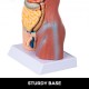 Comprar Modelo de anatomía del torso,Modelo Anatómico Esqueleto de 45cm Torso Humano 23 Piezas Herramienta de Enseñanza Educativa