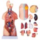 Comprar Modelo de anatomía del torso,Modelo Anatómico Esqueleto de 45cm Torso Humano 23 Piezas Herramienta de Enseñanza Educativa