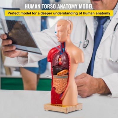 Modelo de Cuerpo Humano de Anatomía 15 Piezas Desmontables Modelo de Humano de PVC 11 Pulgadas Modelo de Anatomía del Torso 8 x 14 x 28 cm con Base de Visualización para Enseñanza, Laboratorio