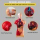 Buy Human Anatomy Body Model 15 Detachable Parts PVC Human Model 11 Inch Torso Anatomy Model 8 x 14 x 28 cm with Display Base for Teaching, Laboratory