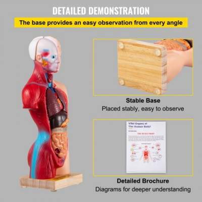 Modelo de Cuerpo Humano de Anatomía 15 Piezas Desmontables Modelo de Humano de PVC 11 Pulgadas Modelo de Anatomía del Torso 8 x 14 x 28 cm con Base de Visualización para Enseñanza, Laboratorio