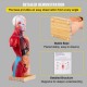 Comprar Modelo de anatomia do corpo humano 15 peças removíveis Modelo humano de PVC Modelo de anatomia do tronco de 11 polegadas 8 x 14 x 28 cm com base de exibição para ensino, laboratório