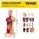 Comprar Modelo de anatomia do corpo humano 15 peças removíveis Modelo humano de PVC Modelo de anatomia do tronco de 11 polegadas 8 x 14 x 28 cm com base de exibição para ensino, laboratório