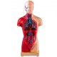 Buy Human Anatomy Body Model 15 Detachable Parts PVC Human Model 11 Inch Torso Anatomy Model 8 x 14 x 28 cm with Display Base for Teaching, Laboratory