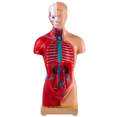 Modelo de Cuerpo Humano de Anatomía 15 Piezas Desmontables Modelo de Humano de PVC 11 Pulgadas Modelo de Anatomía del Torso 8 x 14 x 28 cm con Base de Visualización para Enseñanza, Laboratorio