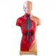 Kaufen Sie Anatomie-Modell des menschlichen Körpers, 15 abnehmbare Teile, menschliches Modell aus PVC, 11 Zoll, Torso-Anatomiemodell, 8 x 14 x 28 cm, mit Display-Basis für Unterricht, Labor