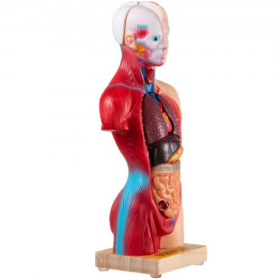 Modelo de Cuerpo Humano de Anatomía 15 Piezas Desmontables Modelo de Humano de PVC 11 Pulgadas Modelo de Anatomía del Torso 8 x 14 x 28 cm con Base de Visualización para Enseñanza, Laboratorio