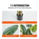 Comprar Árbol Artificial 1524 mm Planta Artificial PE Palmera Pájaro Paraíso Árbol Verde Falso con Maceta 152x128 mm Decoración de Plantas Falsas para Hogar Oficina Centros Comerciales Interior Exterior