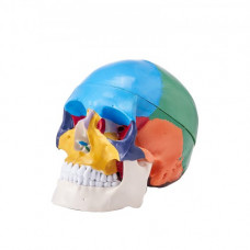 VEVOR Modelo de Cráneo Humano de Tamaño Natural 1:1 Cráneo Anatómico Colorido 3 Piezas de PVC Desmontables para Enseñanza Médica Investigación Aprendizaje Presentación Escuela de Anatomía 21,5x13x16cm