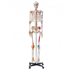 VEVOR Modelo Anatómico de Esqueleto Humano Anatómico de 182 cm de Alto con Marcado Muscular Modelo de Enseñanza Detallado de PVC con Soporte Estable de Acero Inoxidable Investigación en Medicina
