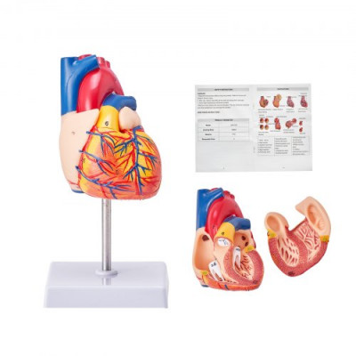 VEVOR Modelo de Corazón Humano 2 Partes 1:1 Tamaño Natural, Modelo de Corazón Anatómico Numerado con Estructuras Anatómicamente Correctas, Diseño Magnético, Mantenidos Juntos en una Base de Exhibición