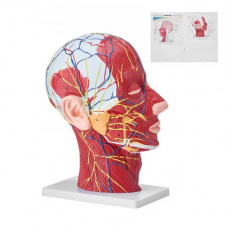 VEVOR Modelo de Sección de Cabeza Cuello Humano 1:1 Modelo Neurovascular Superficial de Cráneo Cerebro de PVC de Tamaño Natural para Aprendizaje Profesional Exhibición Educativa para Anatomía Infantil