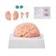 Comprar Modelo de Cerebro Humano en 9 PCS Desmontables Modelo Anatómico de Cerebro de Tamaño Natural de PVC con Base de Exhibición para Enseñanza Formación Presentación Neurociencia Escuelas Hospitales