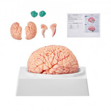 VEVOR Modelo de Cerebro Humano en 9 PCS Desmontables Modelo Anatómico de Cerebro de Tamaño Natural de PVC con Base de Exhibición para Enseñanza Formación Presentación Neurociencia Escuelas Hospitales