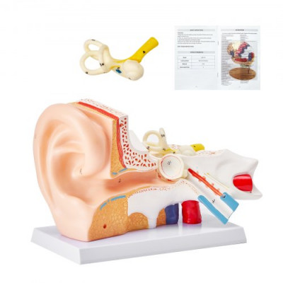 VEVOR Modelo de Oreja Ampliado 5 Veces Modelo Anatómico de Oreja Humano Modelo de Enseñanza de PVC Piezas Extraíbles para Demostración Investigación Capacitación Clase de Laboratorio Hospital Escolar