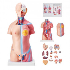 VEVOR Modelo de Torso Humano 20x15,1x45,5 cm Modelo Anatómico de Torso Humano Juego de 23 piezas Modelo de Enseñanza Médica de PVC con Órganos Internos Aprendizaje de Demostración Vívido y Realista