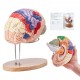 Comprar Modelo de Cerebro Humano en 4 Partes Desmontables Modelo Anatómico de Cerebro 2X Ampliado en PVC con Soporte de Exhibición para Enseñanza Formación Presentación Neurociencia Escuelas Hospitales