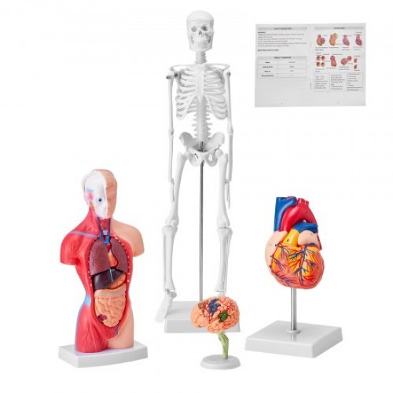 Comprar Juego de Modelos Anatómicos Humanos 4 piezas, Cerebro, Corazón, Torso y Esqueleto, Tamaño Natural, Modelo de Enseñanza de PVC, Piezas Desmontables para Formación Médica, Escuela, Hospital