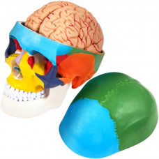 Modelo de Cráneo Humano 8 Piezas Modelo Anatómico del Cráneo 1:1 PVC