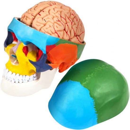 Buy Human Skull Model 8 Parts Anatomical Skull Model 1:1 PVC