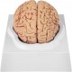 Comprar Modelo de cerebro humano Modelo de anatomía del cerebro Enseñanza del cerebro de tamaño natural de 9 partes