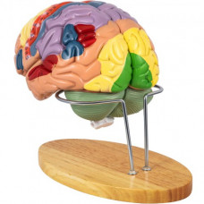 Modelo de Cerebro Humano 4 Pcs Medical Anatómico Cerebro Humano Modelo PVC