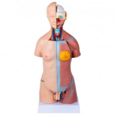 Modelo de anatomía del torso,Modelo Anatómico Esqueleto de 45cm Torso Humano 23 Piezas Herramienta de Enseñanza Educativa