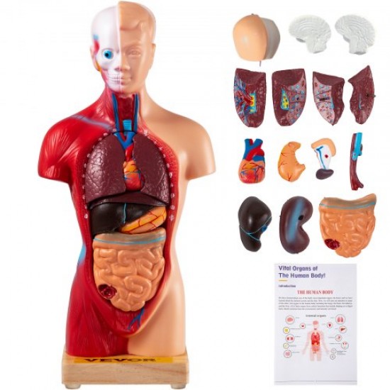 Kaufen Sie Anatomie-Modell des menschlichen Körpers, 15 abnehmbare Teile, menschliches Modell aus PVC, 11 Zoll, Torso-Anatomiemodell, 8 x 14 x 28 cm, mit Display-Basis für Unterricht, Labor