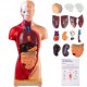 Comprar Modelo de anatomia do corpo humano 15 peças removíveis Modelo humano de PVC Modelo de anatomia do tronco de 11 polegadas 8 x 14 x 28 cm com base de exibição para ensino, laboratório